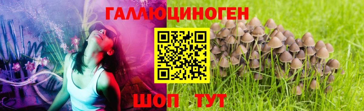 Псилоцибиновые грибы прущие грибы Луга